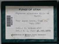 Physarum albescens image